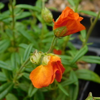 Helianthemum 'Ben More'
